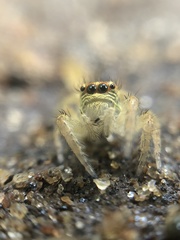 Salticidae
