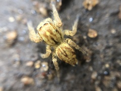 Salticidae