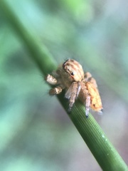 Salticidae