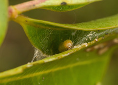 Spheterista tetraplasandra