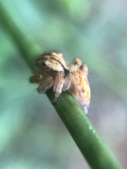 Salticidae