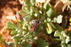 Spilostethus crudelis