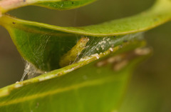 Spheterista tetraplasandra