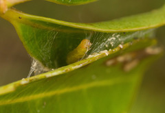 Spheterista tetraplasandra