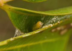 Spheterista tetraplasandra