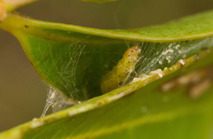 Spheterista tetraplasandra