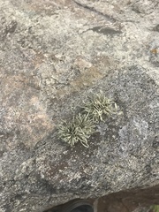 Ramalina siliquosa