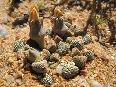Titanopsis primosii