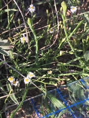 Chaetopappa ericoides