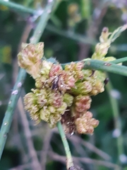 Aceria chondrillae