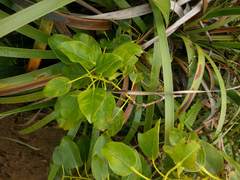 Metrosideros macropus