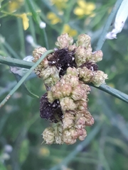 Aceria chondrillae