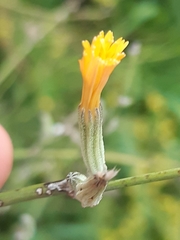 Aceria chondrillae