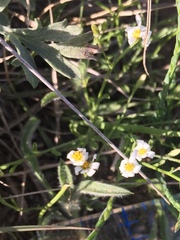 Chaetopappa ericoides