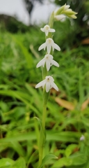Habenaria heyneana