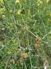 Aceria chondrillae