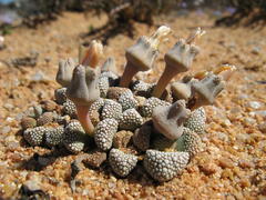Titanopsis primosii