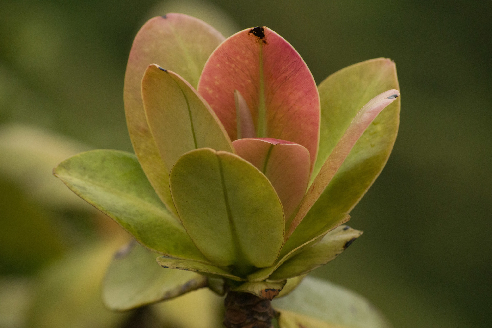 Myrsine pukooensis