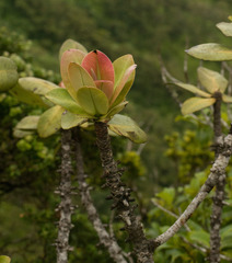 Myrsine pukooensis