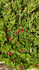Mesembryanthemum cordifolium