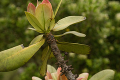 Myrsine pukooensis