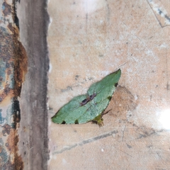 Heterolocha patalata