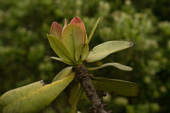 Myrsine pukooensis