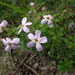 Chaenostoma hispidum - Photo (c) Gawie Malan, algunos derechos reservados (CC BY-NC), subido por Gawie Malan