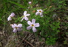 Bristle Skunkbush - Photo (c) Gawie Malan, some rights reserved (CC BY-NC), uploaded by Gawie Malan