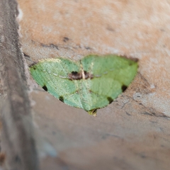 Heterolocha patalata