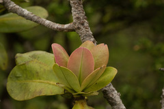 Myrsine pukooensis