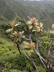 Myrsine pukooensis
