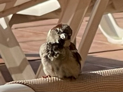 Passer domesticus