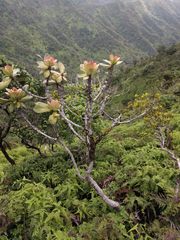 Myrsine pukooensis