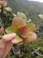 Myrsine pukooensis