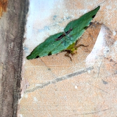 Heterolocha patalata
