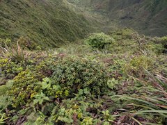 Metrosideros rugosa