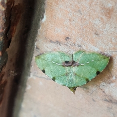 Heterolocha patalata