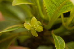Bobea elatior