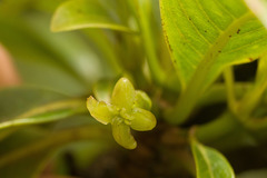 Bobea elatior