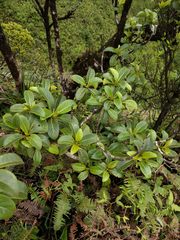 Bobea elatior