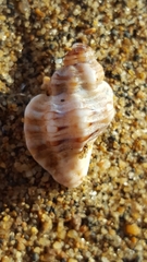 Ocenebra
