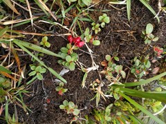 Vaccinium dentatum