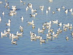 Chroicocephalus brunnicephalus