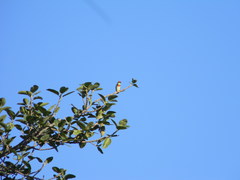 Psilopogon haemacephalus