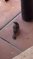 Passer domesticus