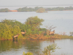 Boselaphus tragocamelus