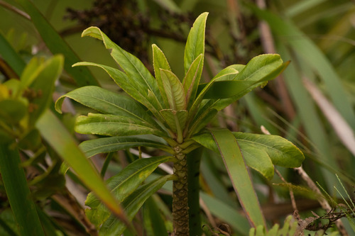 Cyanea koolauensis