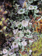 Cladonia borealis