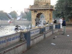 Chroicocephalus brunnicephalus